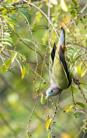 Treron vernans-The pink-necked green pigeonの写真素材