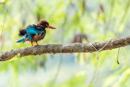 White-breasted Kingfisher perched (Halcyon smyrnensis) perchingの写真素材