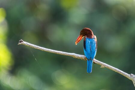 White-throated kingfisher (Halcyon smyrnensis) perched and resting