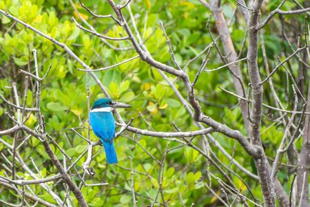 Collared kingfisher (Todiramphus chloris) perched and lookingの写真素材