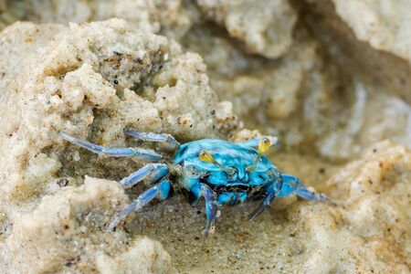 little cute blue crab on sandの写真素材