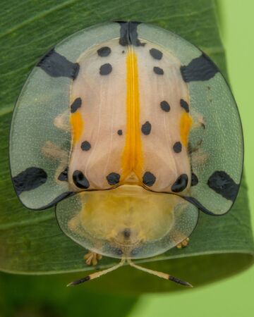 Cute beautiful Tortoise Beetles - nature marco photography
