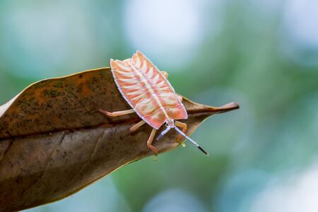 marco photography-Eurostus validus	- nature marco photography