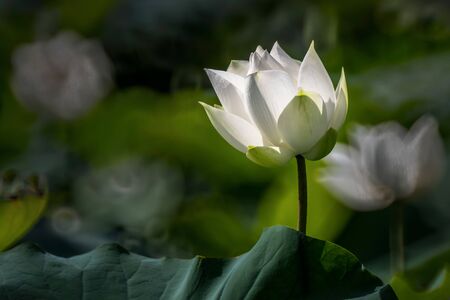 beautiful white lotus flower blossomの写真素材