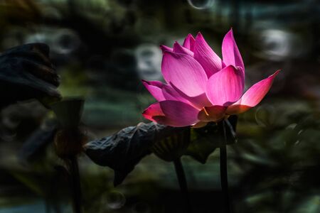 single pink lotus flower blooming at parkの写真素材