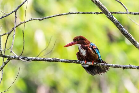 White-throated kingfisher (Halcyon smyrnensis) perched and restingの写真素材