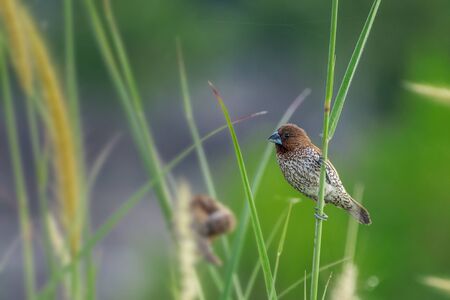 Scaly-breasted Munia bird (lonchura punctulata) perched at parkの写真素材