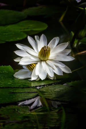 Nymphaea lotus, Egyptian white water-lily blooming at pondのeditorial素材