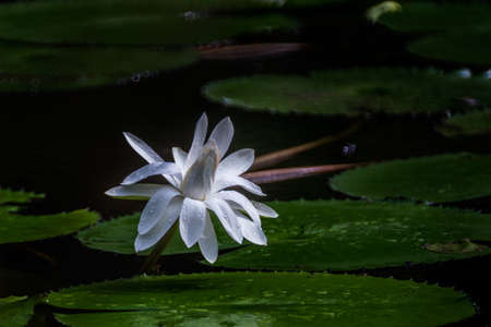Nymphaea lotus, Egyptian white water-lily blooming at pondのeditorial素材