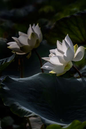 white lotus flower bloomingのeditorial素材