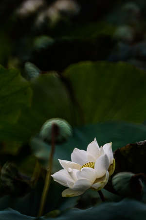 single white lotus flower bloomingのeditorial素材