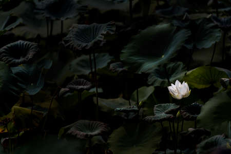 single white lotus flower bloomingのeditorial素材