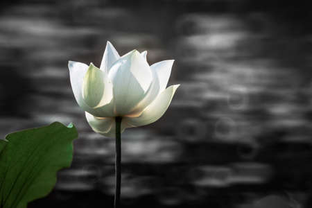 single white lotus flower bloomingのeditorial素材