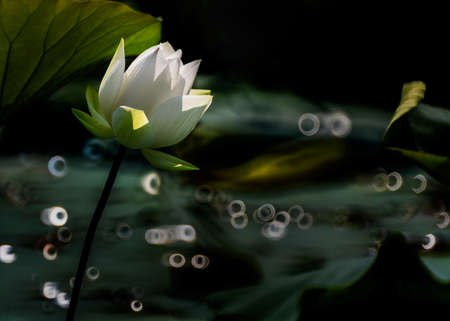 single white lotus flower bloomingのeditorial素材