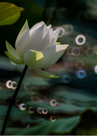 single white lotus flower bloomingのeditorial素材