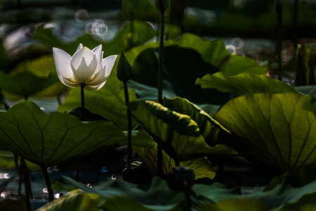 single white lotus flower bloomingのeditorial素材