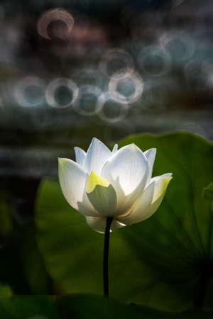 single white lotus flower bloomingのeditorial素材