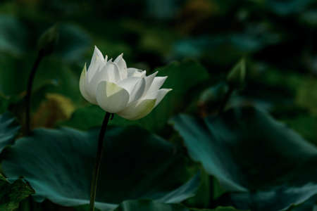 beautiful white lotus flower blossomのeditorial素材