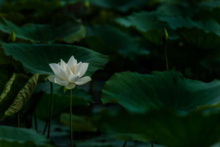 beautiful white lotus flower blossomのeditorial素材