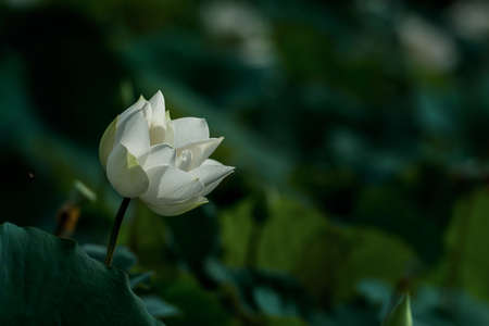 beautiful white lotus flower blossomのeditorial素材