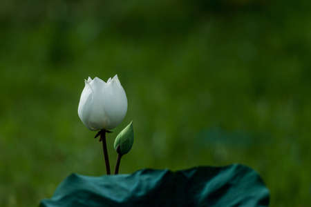 beautiful white lotus flower blossomのeditorial素材