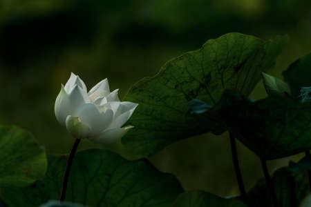 beautiful white lotus flower blossomのeditorial素材