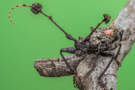 Beautiful Batocera rubus - nature marco photographyのeditorial素材
