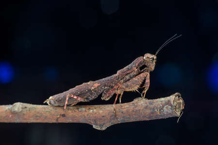 Praying mantis brown species - louva-a-deus (Mantodea) - nature marco photographyのeditorial素材