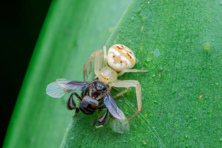 White Crab Spider eating insect - nature marco photographyのeditorial素材