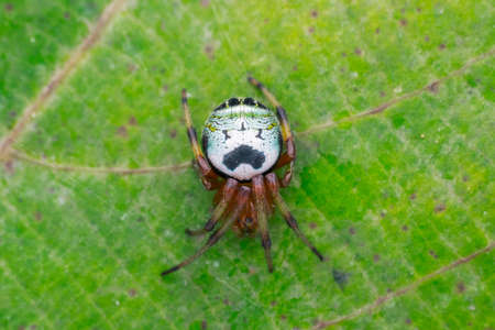 HAPPY FACE SPIDER- nature marco photograpgyのeditorial素材