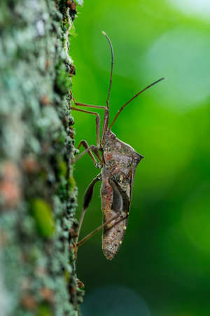 Common Assassin Bug - Pristhesancus plagipennisのeditorial素材