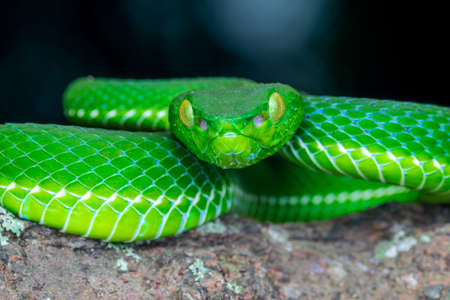 green snake portrait - wildlife photographyのeditorial素材