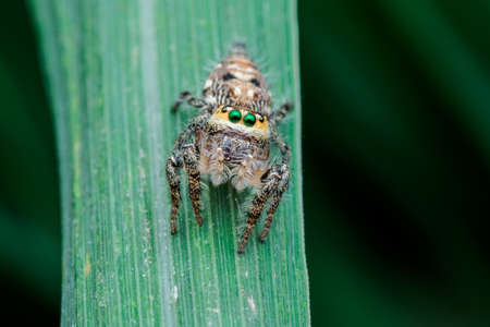 jumping spiderのeditorial素材