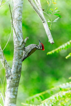 Common Flamed-back Woodpecker ( Dinopium javanense )のeditorial素材