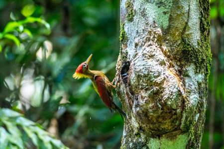 Lovely Crimson winged Woodpecker feeding - wildlife photographyのeditorial素材