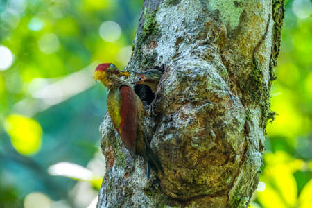 Lovely Crimson winged Woodpecker feeding - wildlife photographyのeditorial素材