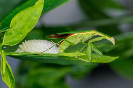 praying mantis (Mantodea) laying eggs