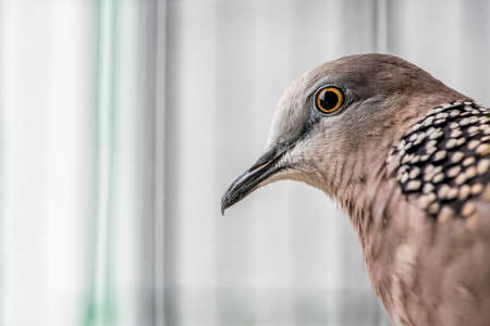 Cute Spotted dove or (spilopelia chinensis) or pearl-necked dove portraitの写真素材