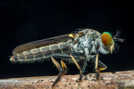 Lovely Robber flies (Asilidae) - nature marco photographyの写真素材