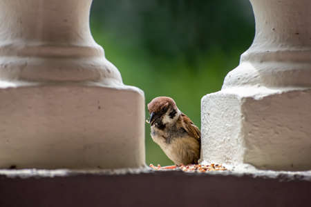 One Lovely Common Sparrow (Passer domesticus) perchedの写真素材