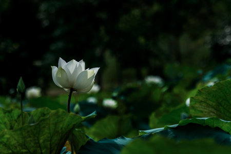 beautiful white lotus flower blossomの写真素材