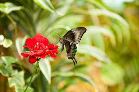 Close-up shot of green flowers in summer garden, Moscowの写真素材