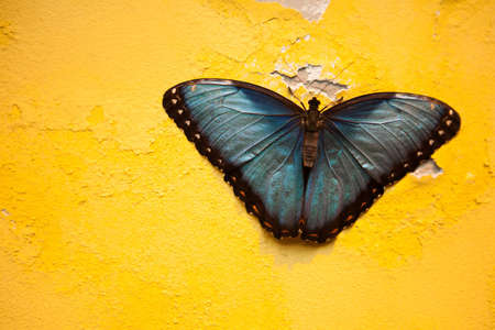 Close-up shot of Mopho peleides butterfly with blue wings sitting on cracked bright yellow wall, Mexicoの写真素材