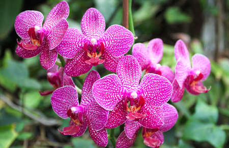 Phalaenopsis pink orchid with green leaves in Loro Parque In Tenerifeの写真素材