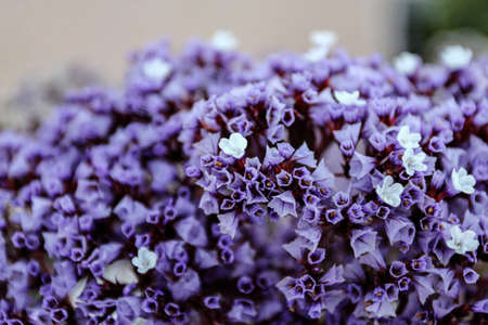 Close-up of tender small Limonium flowers of purple and light blue colors growing in bunchの写真素材