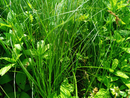 Lawn with green grass in summer.の写真素材