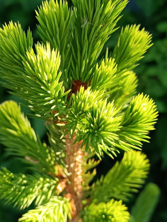 Young branches of spruce in early spring. Green needlesの写真素材