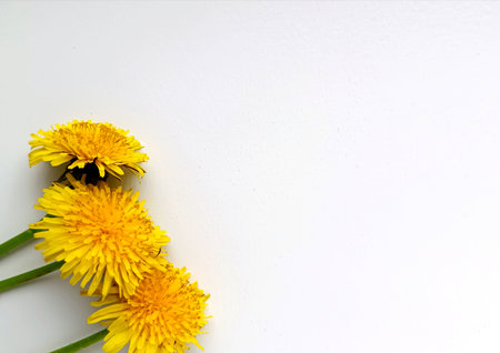 Yellow dandelions on a white backgroundの写真素材