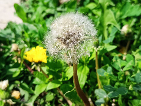 Dandelion in spring with seedsの写真素材