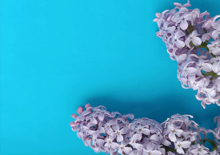 Blue background with lilac branchesの写真素材